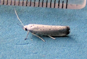 Yponomeuta rorella?
